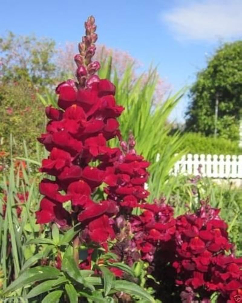 Red (snapdragon flower Antirrhinum majus) for planting in garden